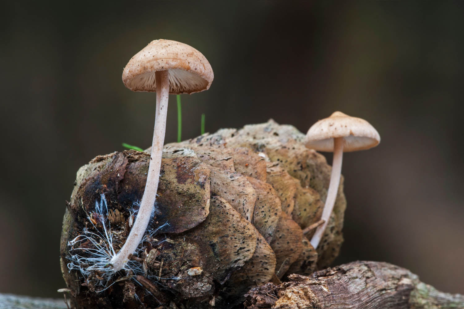 Magical Mushrooms: How Mycelium Is Changing The Future Of Design