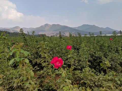 Rose Flower Tea Farm compost