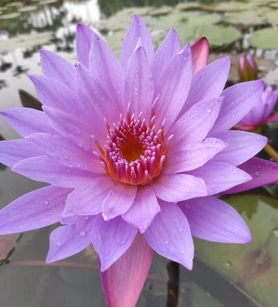 Blue Lotus Flower Hand Harvest 2021!