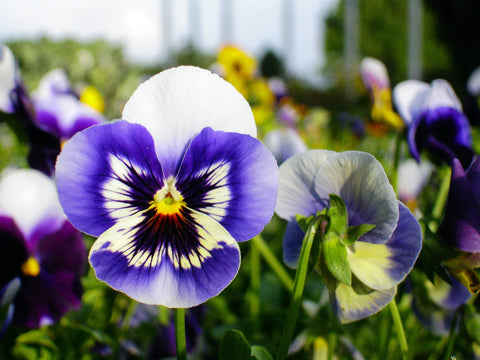 Pansy in a field of pansies