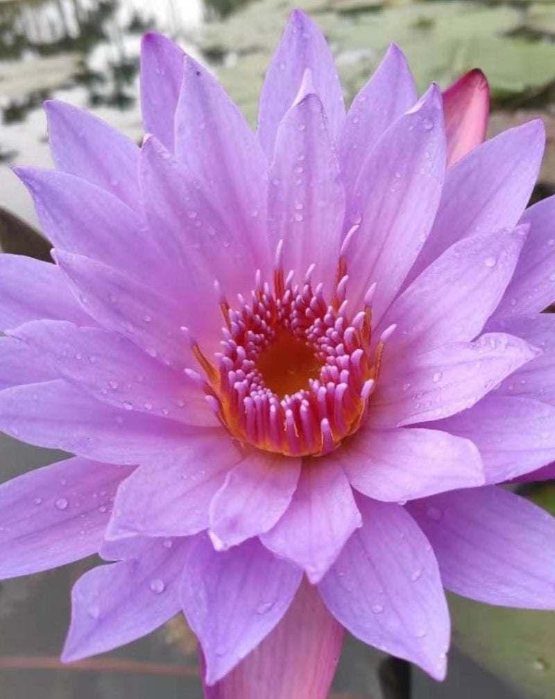 The Qi | Organic Blue Lotus Flower Tea