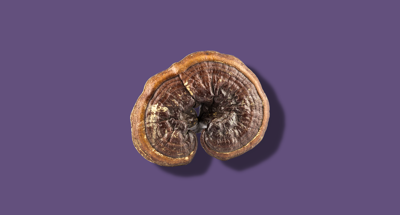 Reishi Mushroom with purple background. The Wee Hemp Company Reishi Supplement 12,000mg active fungi compounds.