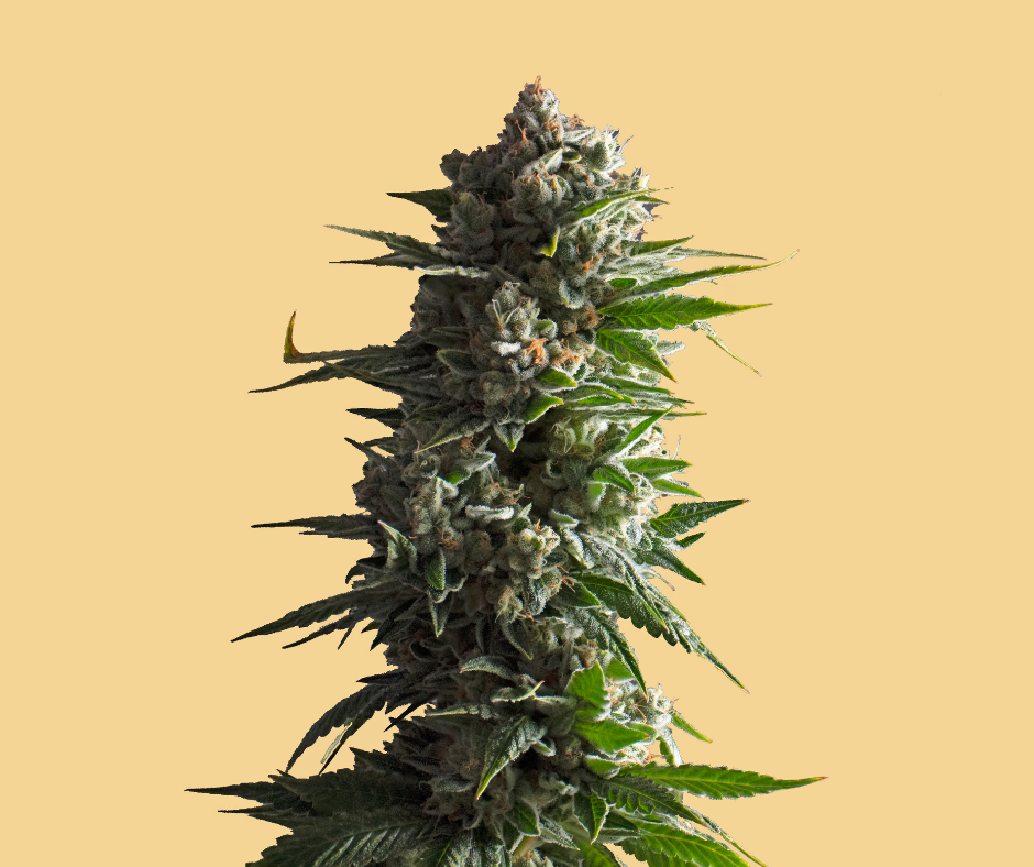 Cannabis Plant yellow background - Wee Hemp - CBD Specialists