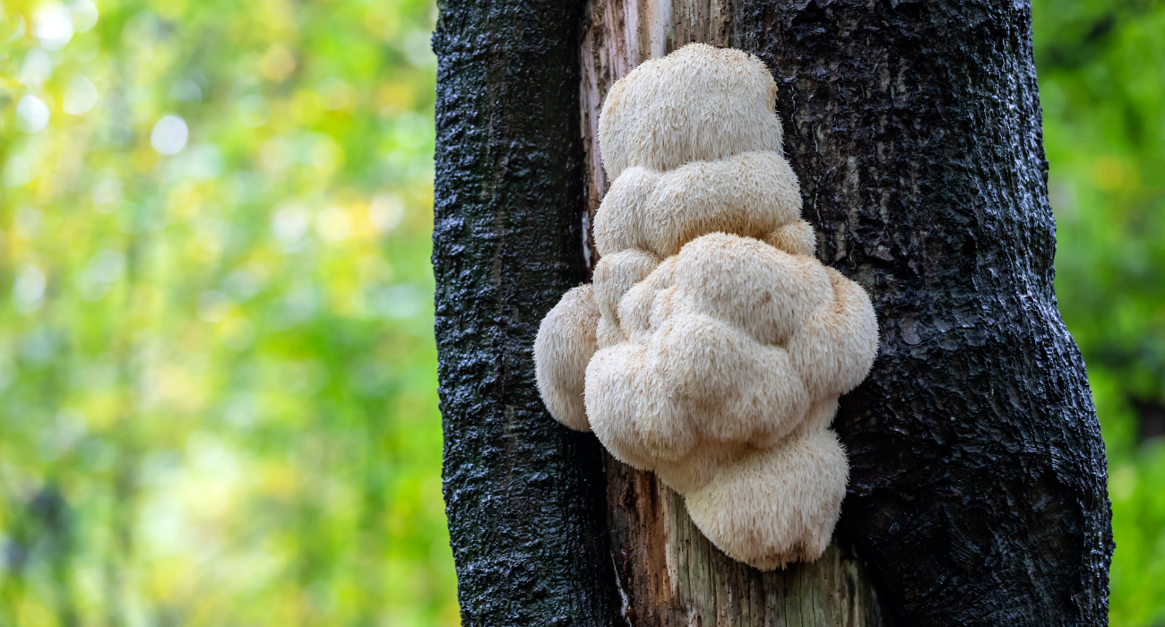 Lion's Mane Mushroom Lion's Mane, Hou Tou Gu in China, Ancient Chinese Medicine According to Ancient Chinese Medicine, Lion's Manes unique power supports all five internal organs - Liver, Spleen, Lung, Heart & Kidney. Contains NGF