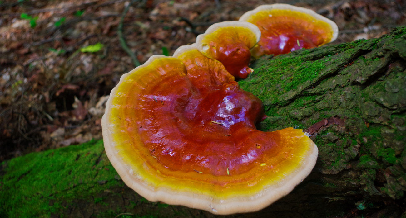 Reishi Mushroom grows on a tree. The Wee Hemp Company Reishi Supplement 12,000mg active fungi compounds.