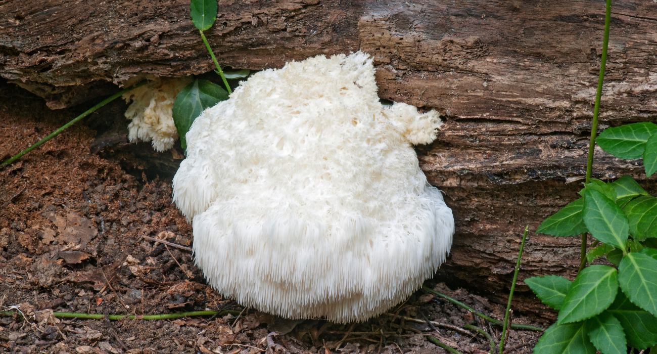 Lion's Mane Mushroom Lion's Mane, Hou Tou Gu in China, Ancient Chinese Medicine According to Ancient Chinese Medicine, Lion's Manes unique power supports all five internal organs - Liver, Spleen, Lung, Heart & Kidney. Contains NGF