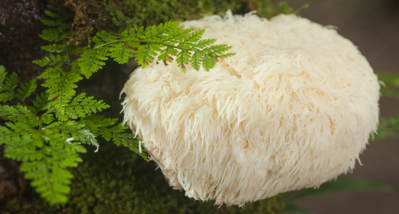 Lion's Mane Mushroom Lion's Mane, Hou Tou Gu in China, Ancient Chinese Medicine According to Ancient Chinese Medicine, Lion's Manes unique power supports all five internal organs - Liver, Spleen, Lung, Heart & Kidney. Contains NGF