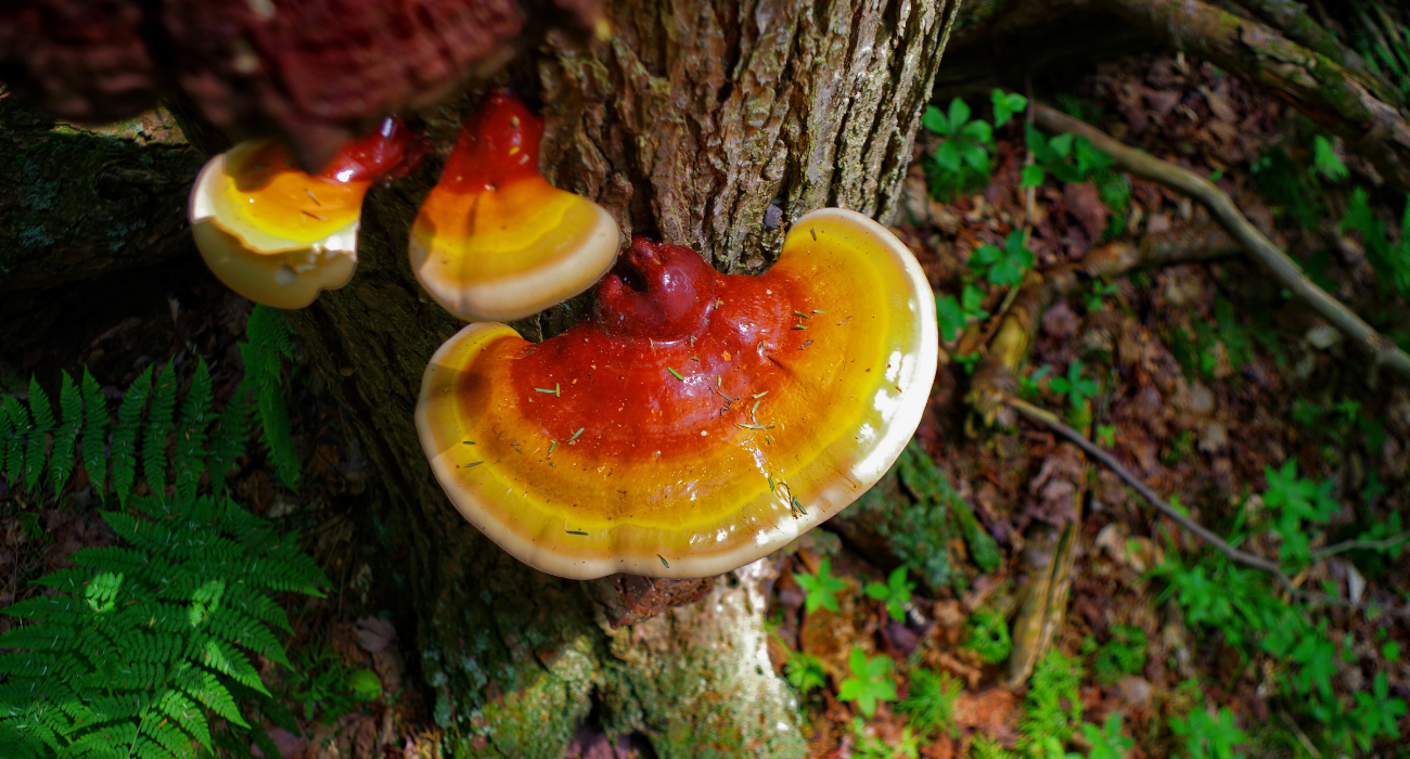 Reishi Mushroom grows on a tree. The Wee Hemp Company Reishi Supplement 12,000mg active fungi compounds.