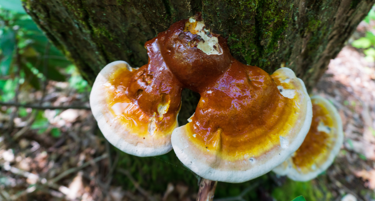 Reishi Mushroom grows on a tree. The Wee Hemp Company Reishi Supplement 12,000mg active fungi compounds.