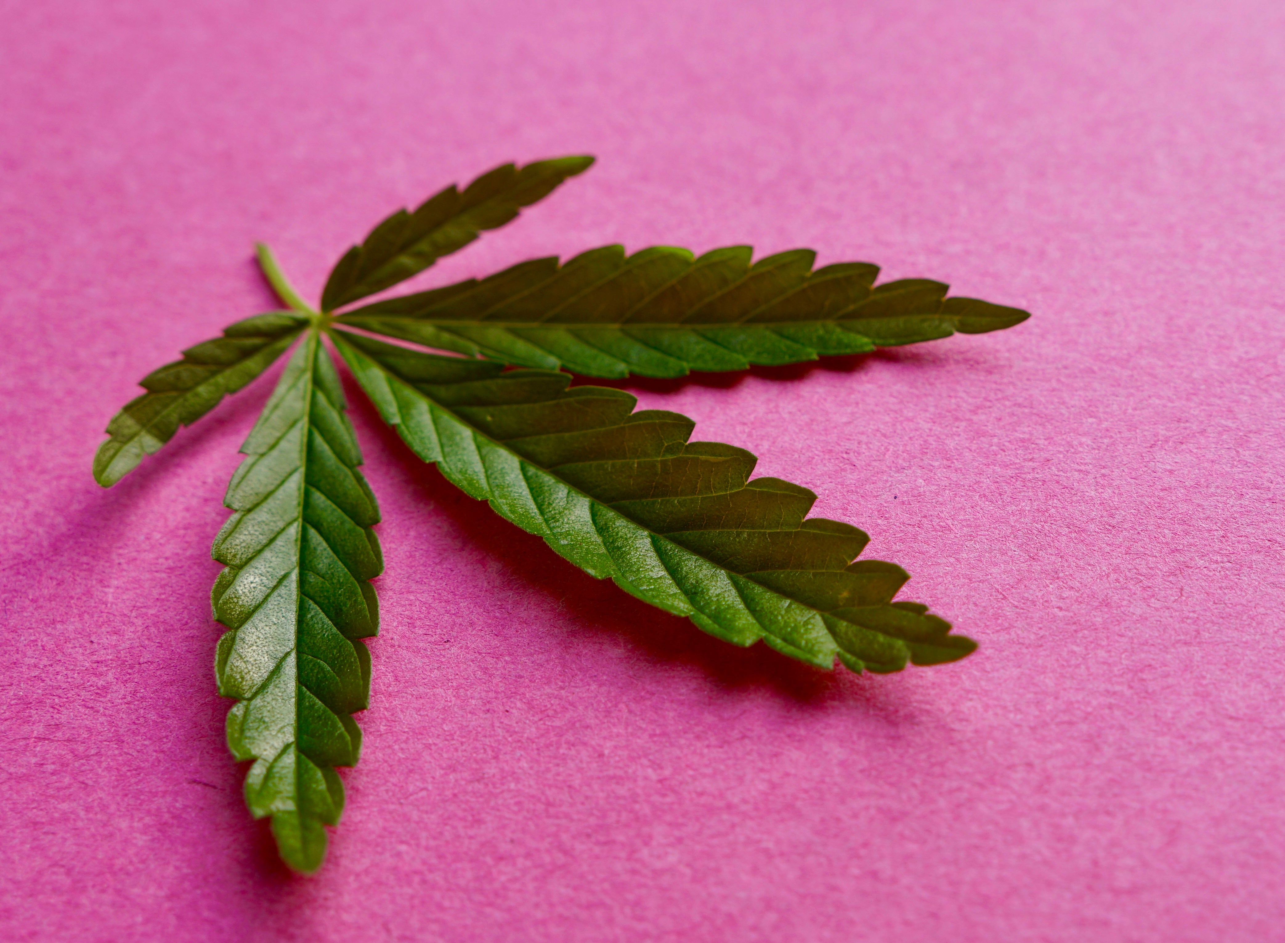 CANNABIS LEAF PINK BACKGROUND - CANNABIS LEAF HOME PHOTOGRAPHY - SCOTLAND HEMP  - SCOTTISH HEMP ASSOCIATION - WEE HEMP COMPANY - SCOTLAND'S MULTI AWARD WINNING CBD COMPANY