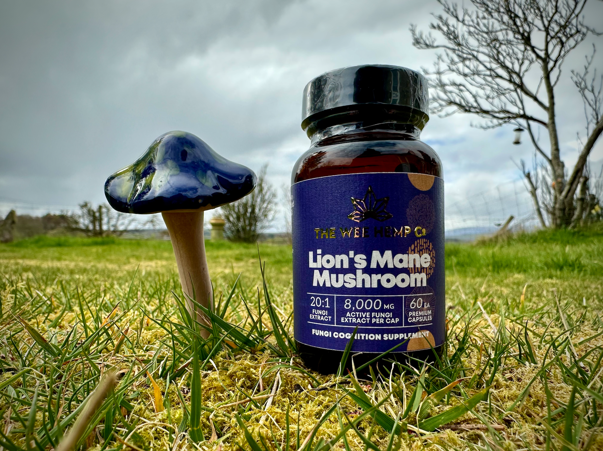 Lion's Mane Mushroom by The Wee Hemp Company, Aberdeenshire SCOTLAND. Multi award winning CBD Company. Medicinal & Functional Mushrooms made in the UK.