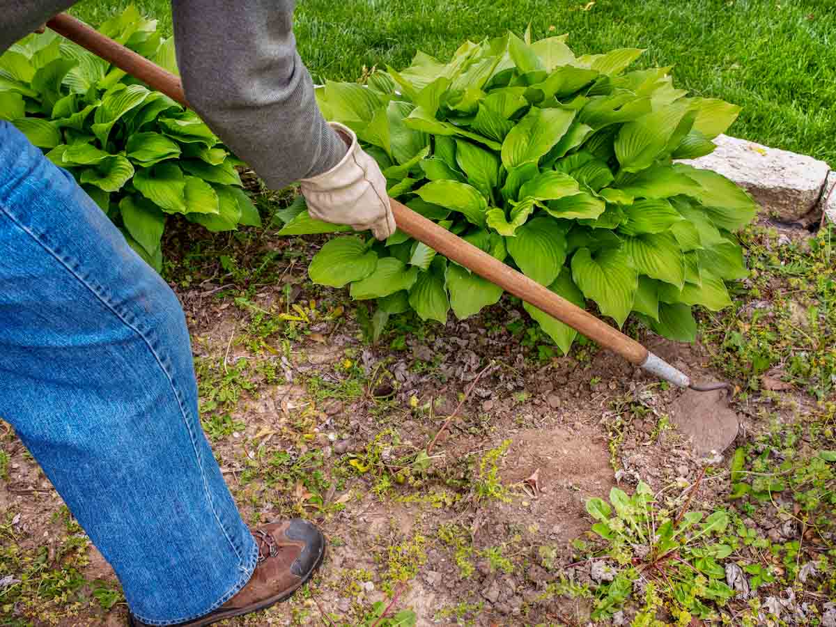 Cleaning Weeds from Landscaping