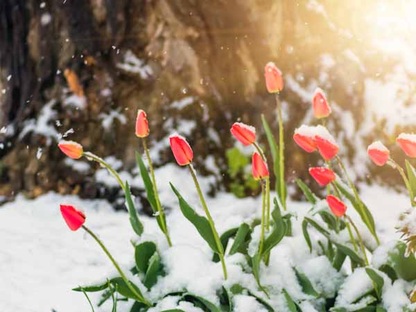 Flowers in Snow