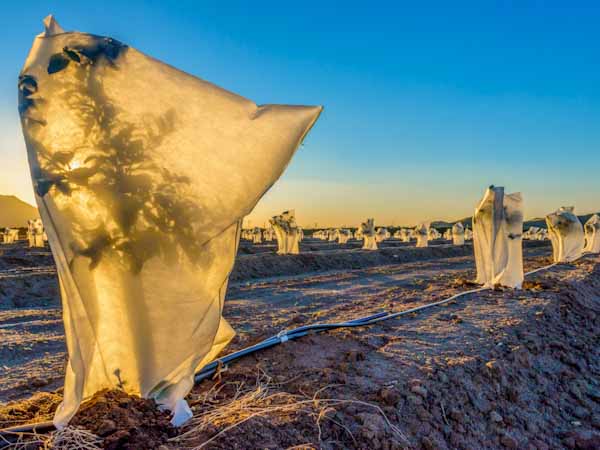 Plants Protected from Cold