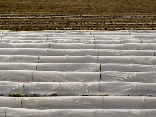 Row Crops Protected with Frost Blanket