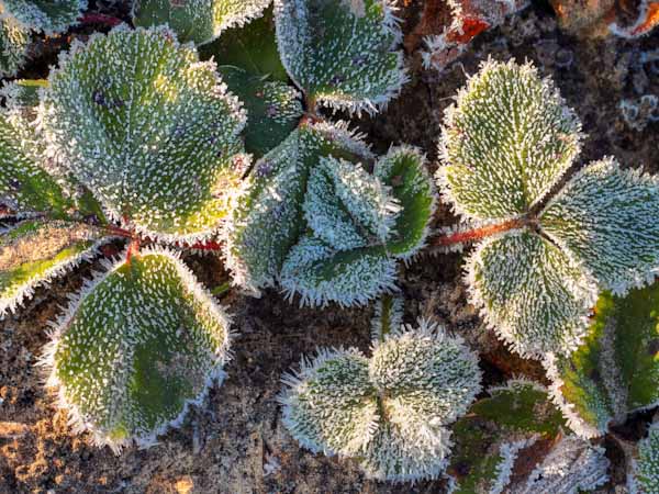 Frosted Leaves