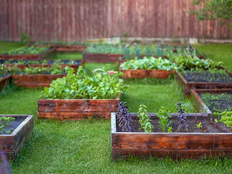 Garden Beds in Backyard