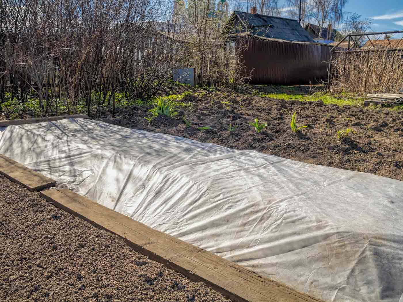 Frost cloth in garden