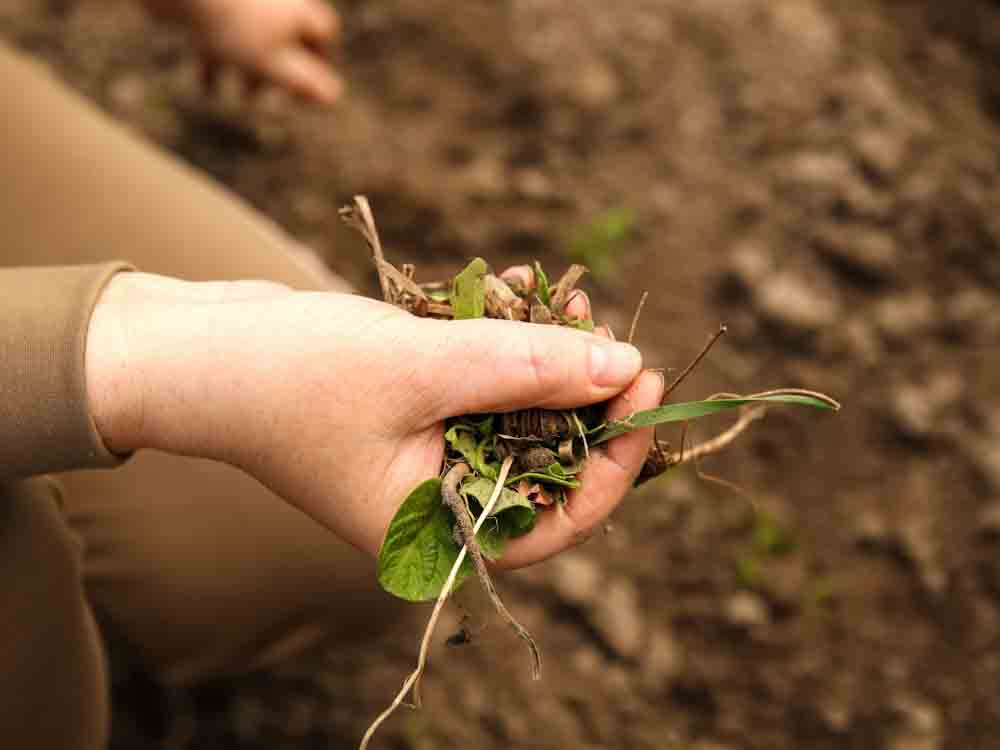 Handful of Weeds