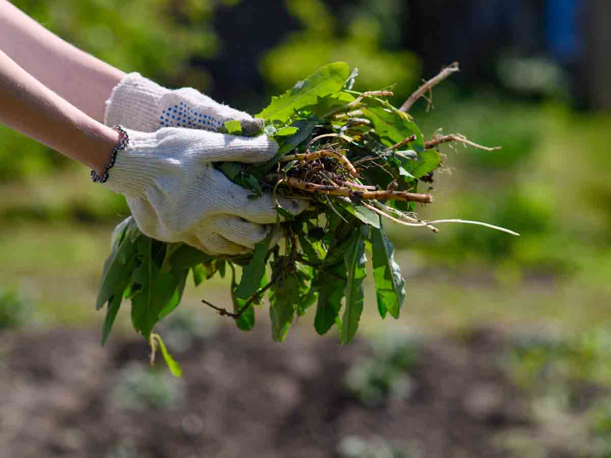 Handful of Weeds