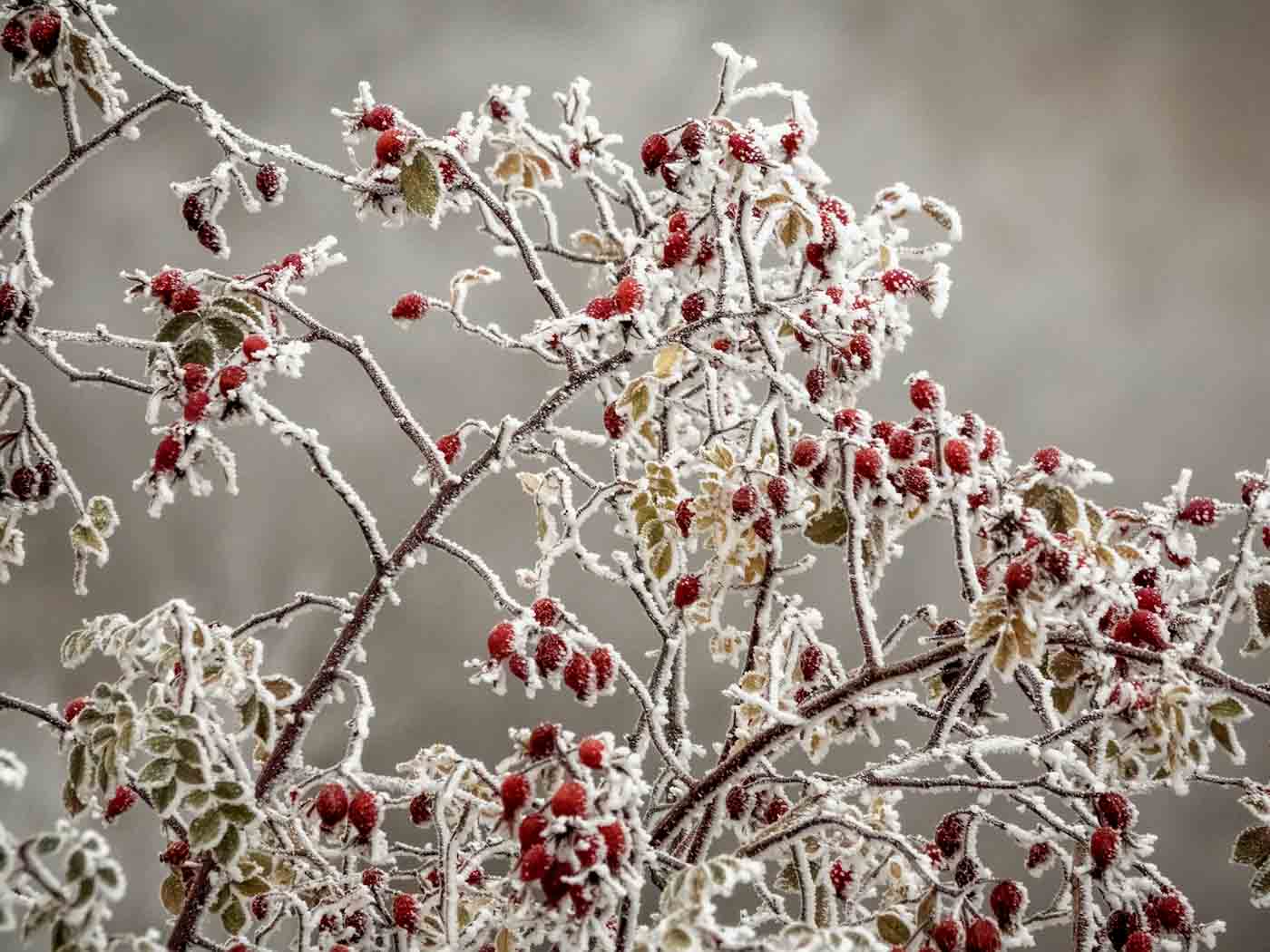 Plants with ice 