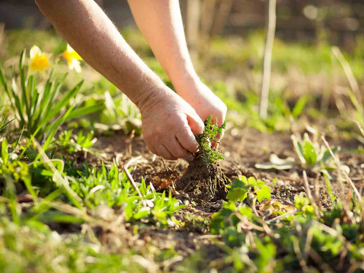 Pulling Weeds