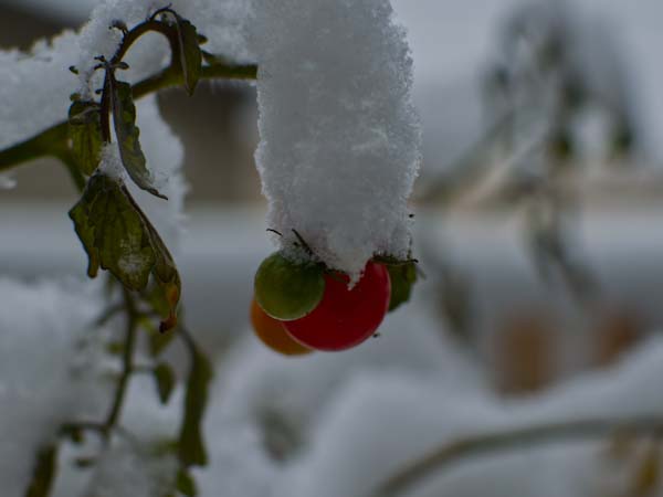 Frozen Tomato Plant