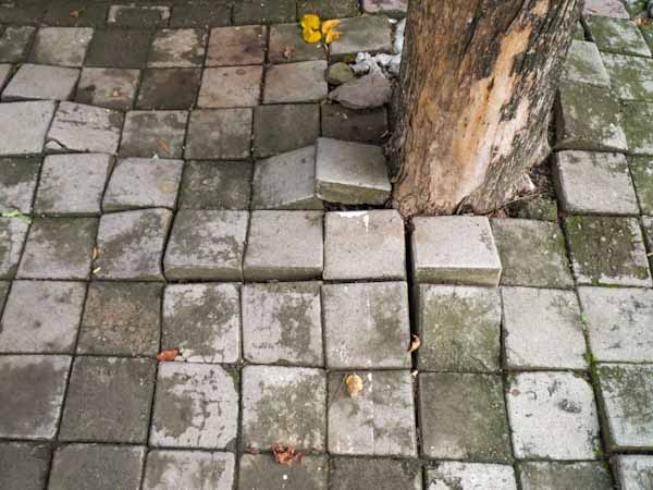 Tree Roots Damaging Pavers