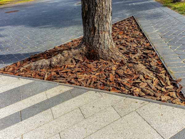 Tree Contained with Root Control Barrier