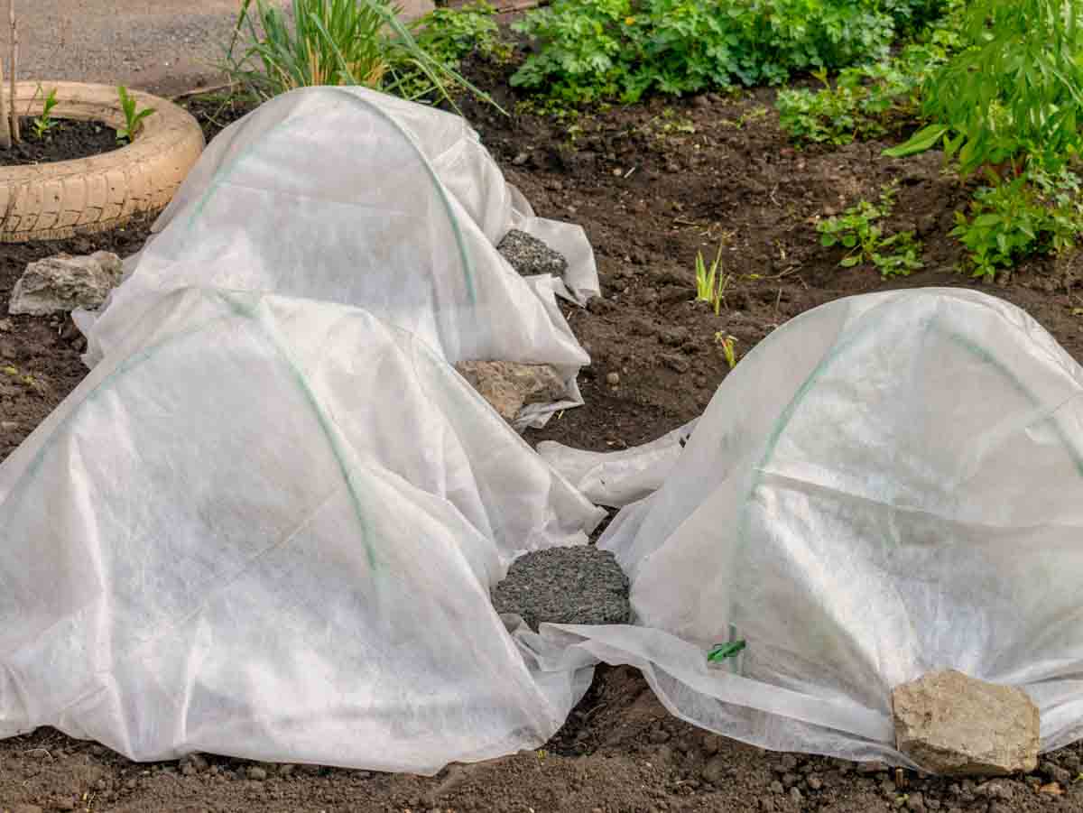 Frost Blankets on Plants