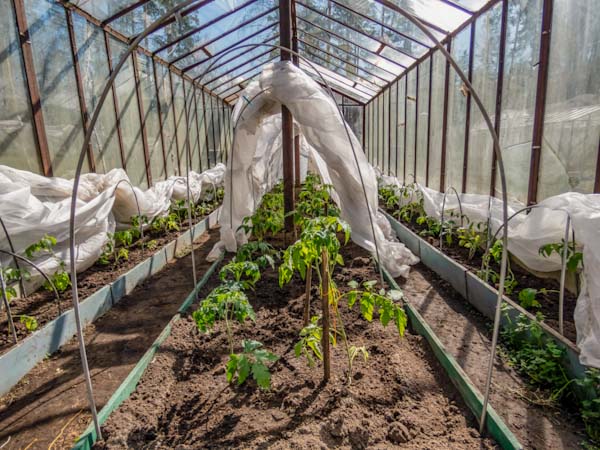 Frost protection blankets in greenhouse