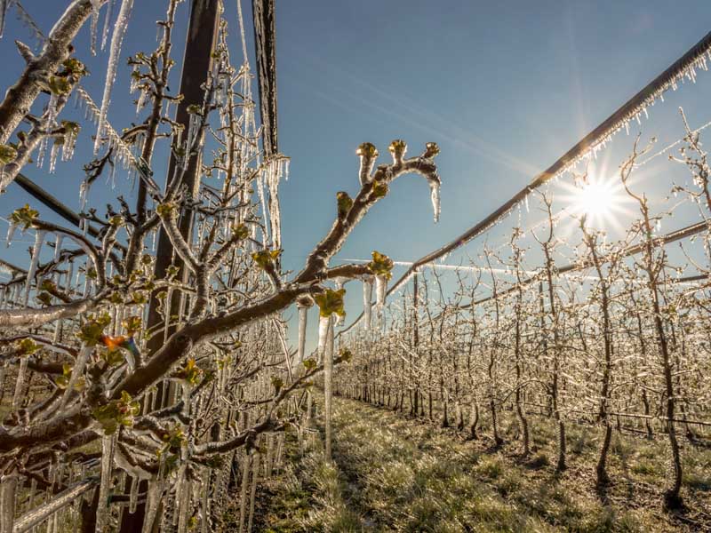 Frozen Crops