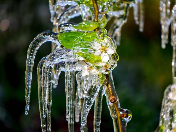 Frozen Plant