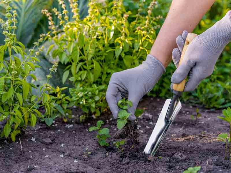 Gardener Pulling Weed