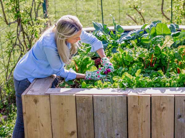 Gardener working in raised bed