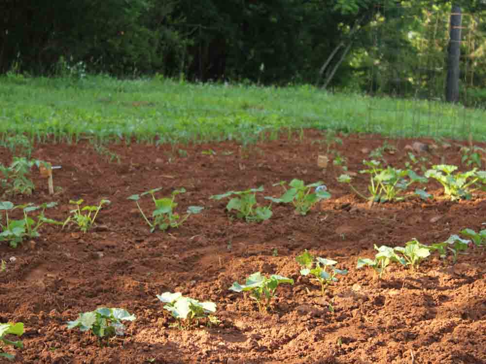 Plants Growing in Garden