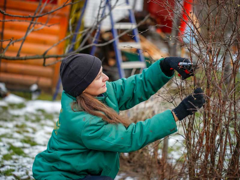 Pruning in Winter