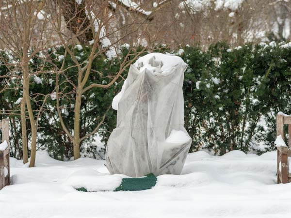 Tree Protected from Frost in Snowy Weather