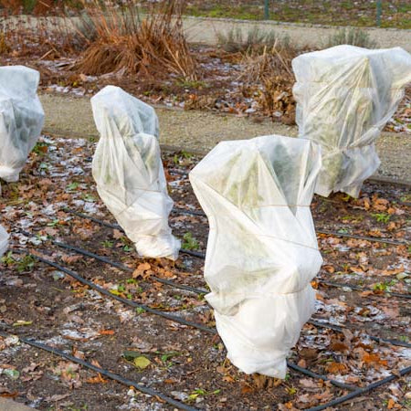 Frost Covers on Plants