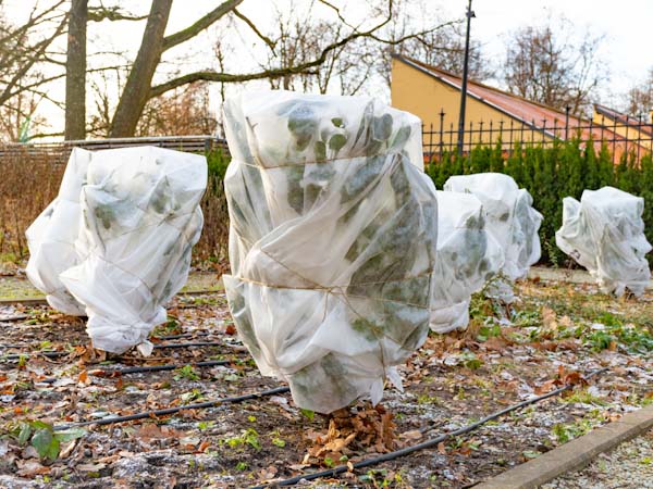 Fabric Covering Plants during Frost