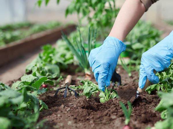 Gardener working in garden