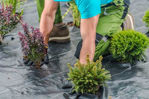 Gardener Planting Plants on Fabric