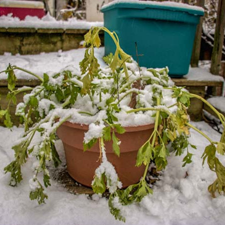 Plant frozen in snow