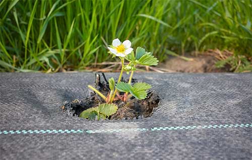 Flowers being placed in plating fabric