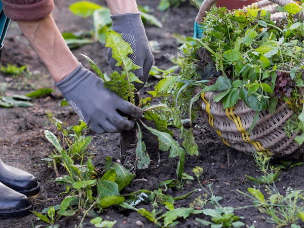 Pulling out Weeds