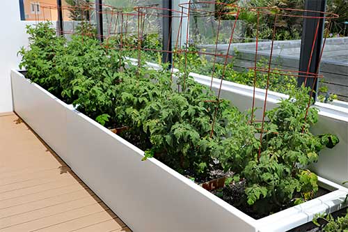 Plater Bed with plants growing