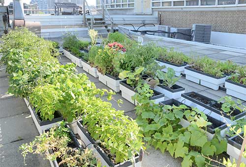 Planter Liner Material in nursery