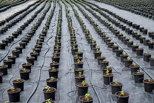 Plants Sitting on Nursery Fabric