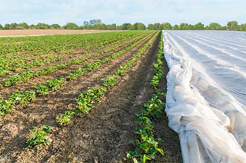 Installing Row Covers in Field