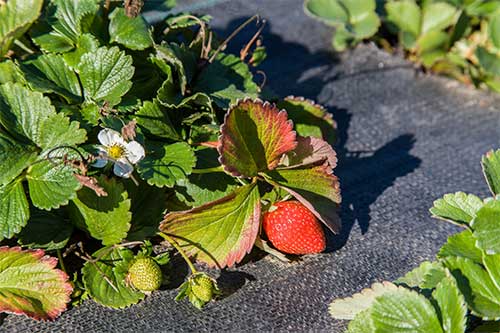 Nursery Fabric With Strawberries